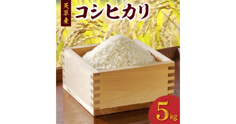 【ふるさと納税】令和6年産 コシヒカリ 5kg 精米 単一原料米 白米 ごはん おにぎり 米作り 熊本県 天草 お取り寄せ 食品 九州 故郷の味 常温 送料無料【先行受付】