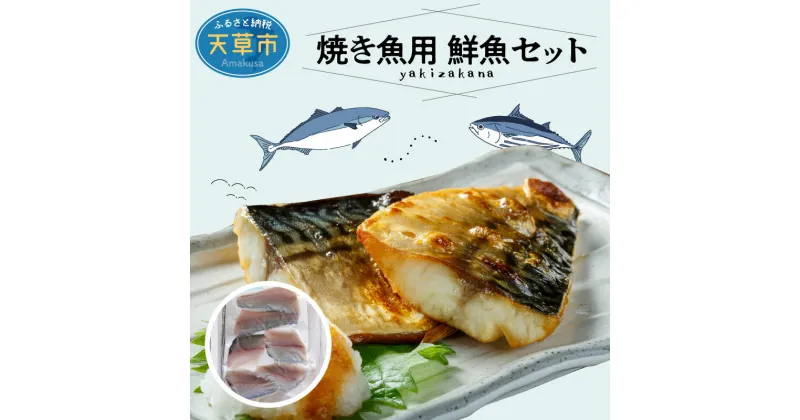 【ふるさと納税】【着日指定】 鮮魚 セット 焼き魚 塩焼き ソテー ムニエル 旬 お魚屋さん 厳選 1.3〜1.5kg 選りすぐり 冷蔵 チルド 鮮度抜群 魚介 お魚屋さん グルメ 海鮮 新鮮 天草産 熊本県 九州 産地直送 お取り寄せグルメ 送料無料