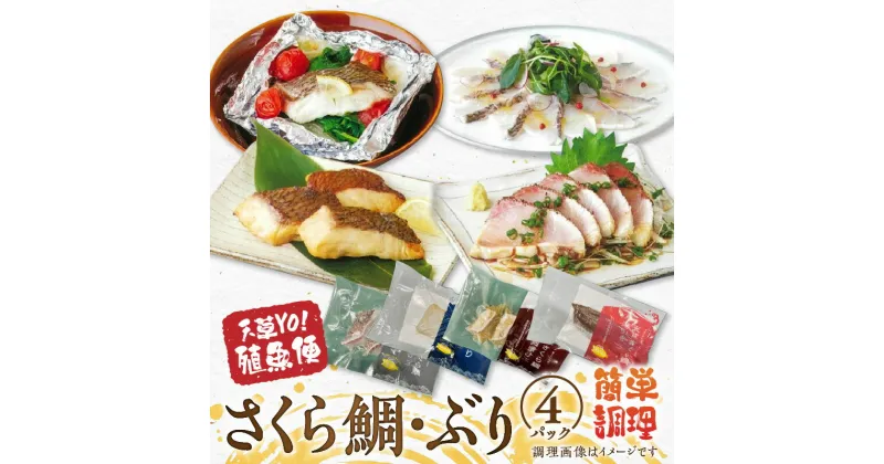 【ふるさと納税】天草 簡単調理 美味しい 魚 ぶり さくら鯛 4種 各 1パック 加工セット 養殖魚便 たたき 湯引き 塩麹漬け 醤油麹漬け 冷凍 流水解凍 簡単 手軽 新鮮 魚介 熊本県産 水産加工品 お取り寄せグルメ 熊本県 天草市 九州 送料無料