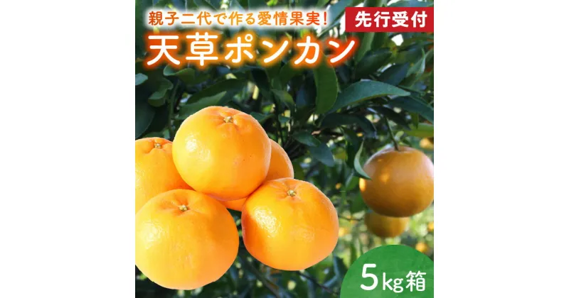 【ふるさと納税】先行受付 ポンカン 天草 5kg 箱 天草産 柑橘 みかん 樹上完熟栽培 香り高い すっきりとした甘さ 果物 フルーツ 果樹園 有楽園 のし対応可 お取り寄せ お取り寄せフルーツ 熊本県 天草市 送料無料