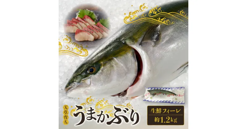 【ふるさと納税】天草育ち 活じめ うまか ぶり 生鮮 フィーレ 約 1.2kg 真空パック でお届け