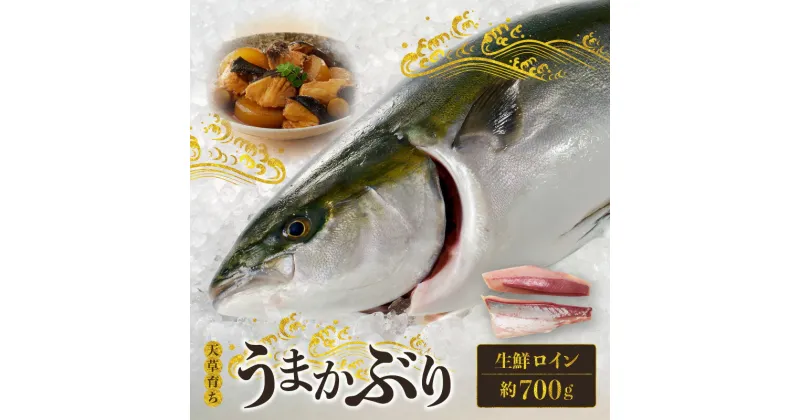 【ふるさと納税】天草育ち 活じめ うまか ぶり 生鮮 ロイン 2節 約 700g 切るだけ 手間いらず