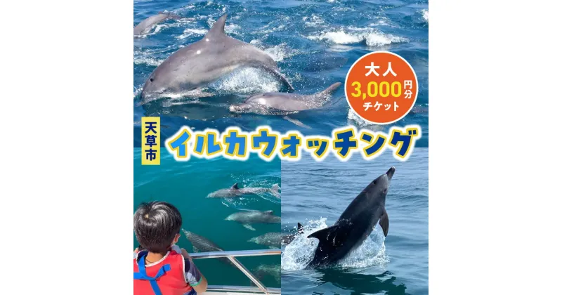 【ふるさと納税】イルカウォッチング チケット 1枚 3,000円分 利用券 大人 体験 観光 体験プラン クルーズ クルージング 約1時間 ミナミハンドウイルカ イルカ鑑賞 イルカセンター アクティビティ お取り寄せ 熊本県 天草市 送料無料