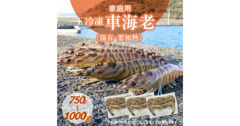 【ふるさと納税】家庭用 冷凍 車海老 選べる 内容量 750g~1000g 傷有 要加熱 真空 小分け 1パック 250g Mサイズ Lサイズ 初心者 扱いやすい 流水解凍 おすすめ 塩焼き 天丼 エビフライ 食品 魚介類 海産物 海の幸 グルメ 九州 熊本県 天草市 お取り寄せ 送料無料