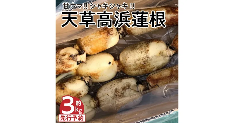 【ふるさと納税】先行受付 高浜蓮根 天草産 甘ウマ 10節 程度 約 3キロ 小ぶり シャキシャキ 国産 食品 食材 野菜 根菜 レンコン 料理 チップス 揚げ物 炒め物 煮物 きんぴら 高浜ロータスガーデン 熊本県 天草市 お取り寄せ 送料無料