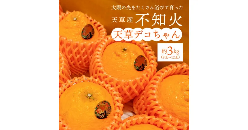 【ふるさと納税】不知火 約 3kg 8 ～ 12玉 箱 天草産 柑橘 旬 果物 フルーツ 果樹園 しばた農園 みかん デザート スイーツ 食品 国産 お取り寄せ お取り寄せフルーツ 常温配送 熊本県 天草市 送料無料