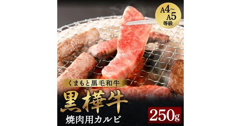 【ふるさと納税】くまもと黒毛和牛 黒樺牛 A4～A5等級 焼肉用カルビ 250g 牛肉 牛 霜降り 赤身 お肉 焼き肉 BBQ 黒毛和牛 国産 九州産 熊本県産 冷凍 送料無料