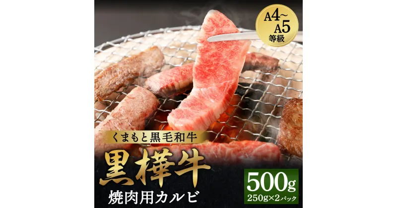 【ふるさと納税】くまもと黒毛和牛 黒樺牛 A4～A5等級 焼肉用カルビ 合計500g (250g×2パック) 牛肉 牛 霜降り 赤身 お肉 焼き肉 BBQ 黒毛和牛 国産 九州産 熊本県産 冷凍 送料無料