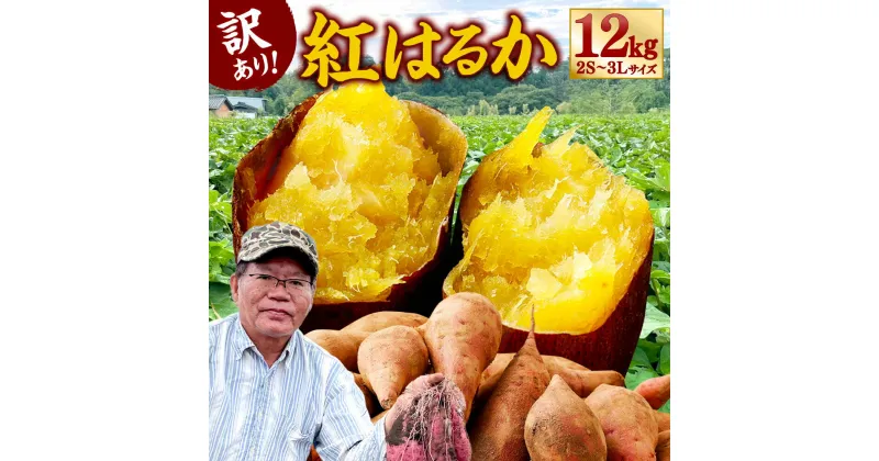 【ふるさと納税】【予約受付】【訳あり】紅はるか 家庭向け さつまいも 約12kg 薩摩芋 さつま芋 家庭用 訳アリ 不揃い 熊本県 合志市 送料無料【2024年10月下旬発送開始】